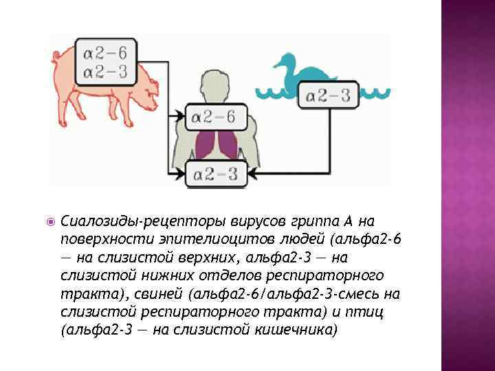  Сиалозиды-рецепторы вирусов гриппа А на поверхности эпителиоцитов людей (альфа 2 -6 — на