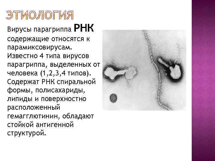 Вирусы парагриппа РНК содержащие относятся к парамиксовирусам. Известно 4 типа вирусов парагриппа, выделенных от