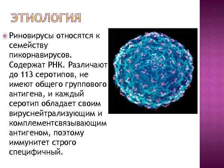  Риновирусы относятся к семейству пикорнавирусов. Содержат РНК. Различают до 113 серотипов, не имеют