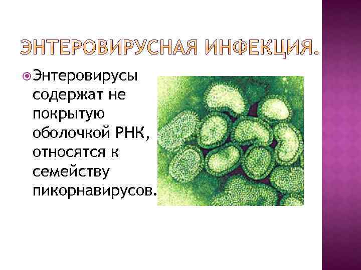  Энтеровирусы содержат не покрытую оболочкой РНК, относятся к семейству пикорнавирусов. 