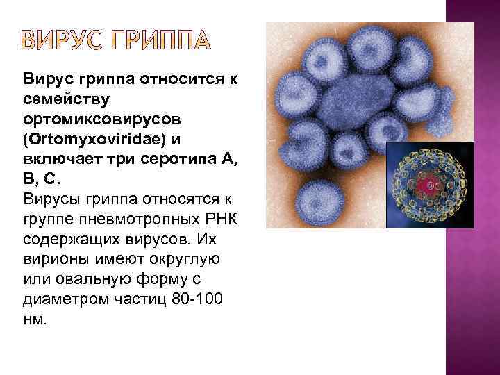 Вирус гриппа относится к семейству ортомиксовирусов (Ortomyxoviridae) и включает три серотипа А, В, С.