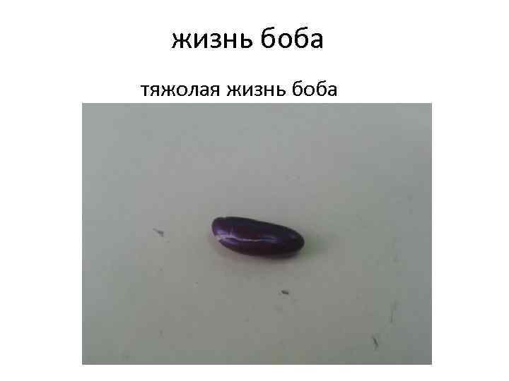 жизнь боба тяжолая жизнь боба 