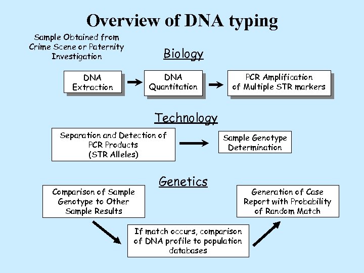 Overview of DNA typing Sample Obtained from Crime Scene or Paternity Investigation Biology DNA