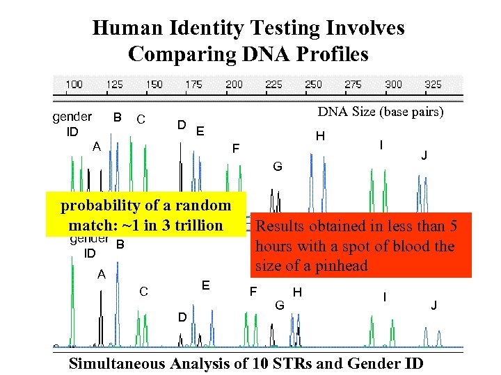 Human Identity Testing Involves Comparing DNA Profiles gender ID B C D DNA Size