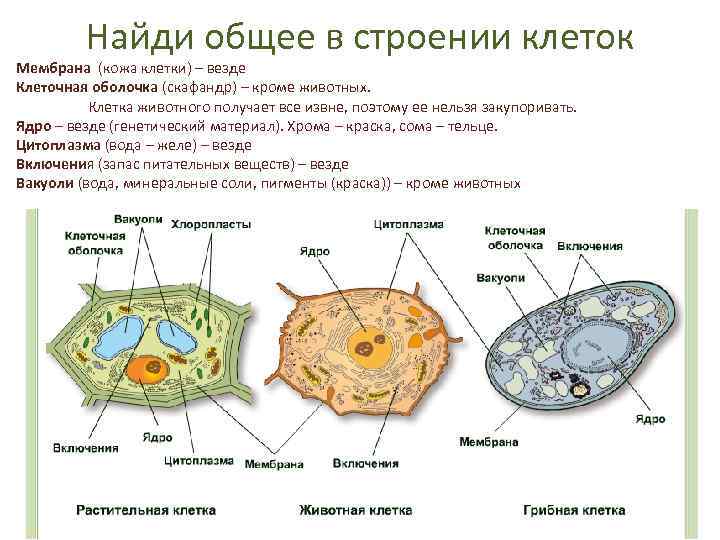 Найди общее в строении клеток Мембрана (кожа клетки) – везде Клеточная оболочка (скафандр) –