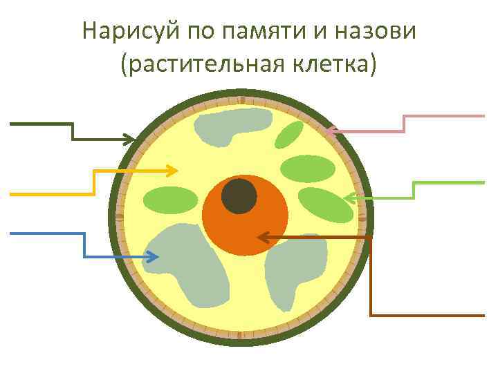 Нарисуй по памяти и назови (растительная клетка) 