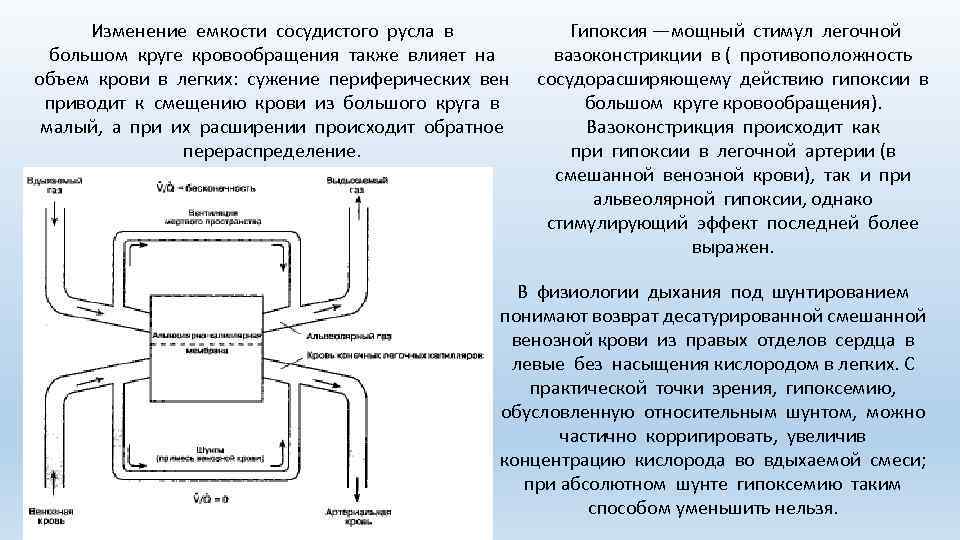 Изменение емкости сосудистого русла в большом круге кровообращения также влияет на объем крови в