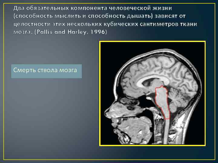 Два обязательных компонента человеческой жизни (способность мыслить и способность дышать) зависят от целостности этих