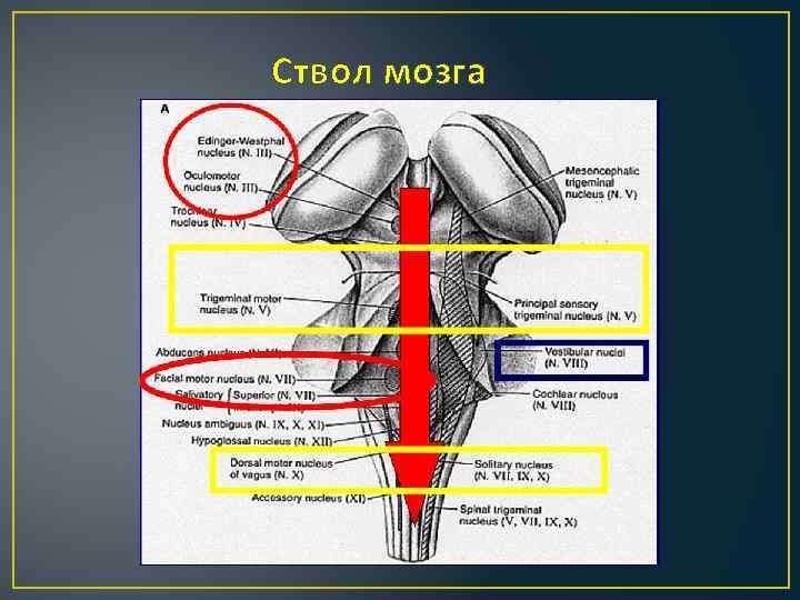 Ствол мозга 