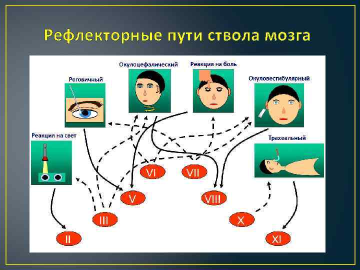 Рефлекторные пути ствола мозга 