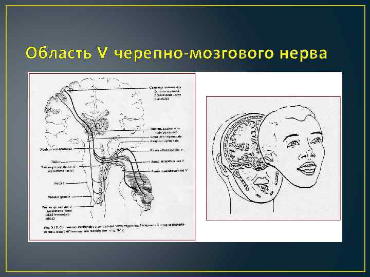 Область V черепно-мозгового нерва 