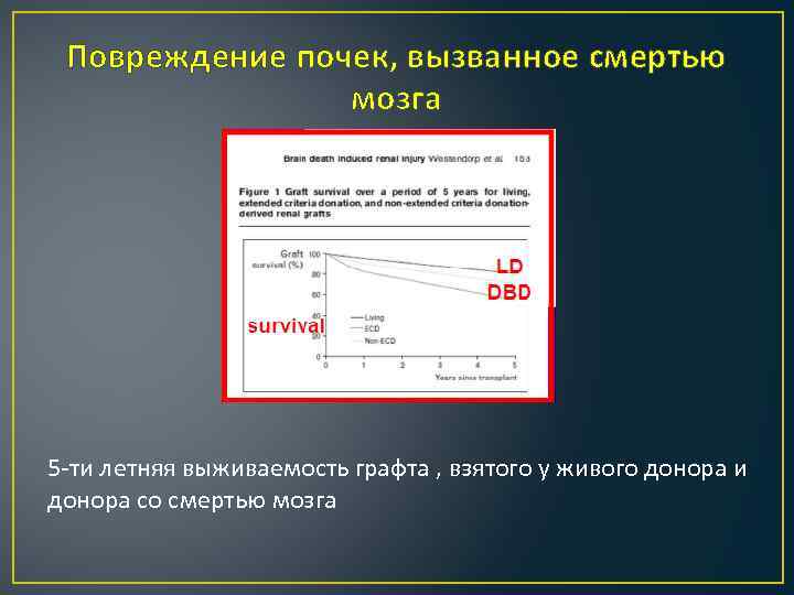 Повреждение почек, вызванное смертью мозга 5 -ти летняя выживаемость графта , взятого у живого