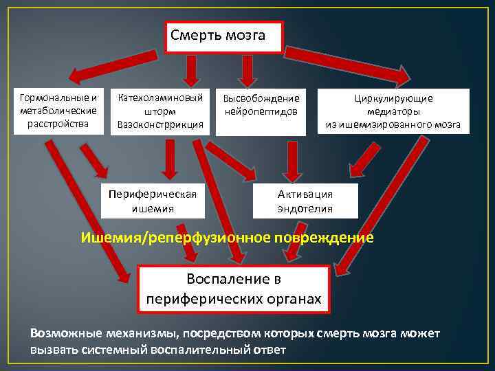 Смерть мозга Гормональные и метаболические расстройства Катехоламиновый шторм Вазоконстррикция Периферическая ишемия Высвобождение нейропептидов Циркулирующие