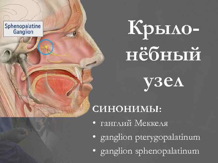 Крылонёбный узел СИНОНИМЫ: • ганглий Меккеля • ganglion pterygopalatinum • ganglion sphenopalatinum 