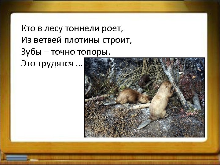 Кто в лесу тоннели роет, Из ветвей плотины строит, Зубы – точно топоры. Это