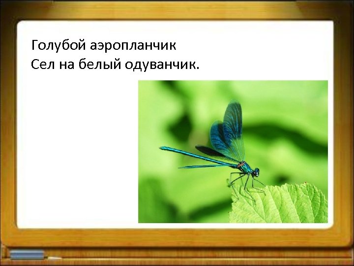 Голубой аэропланчик Сел на белый одуванчик. 