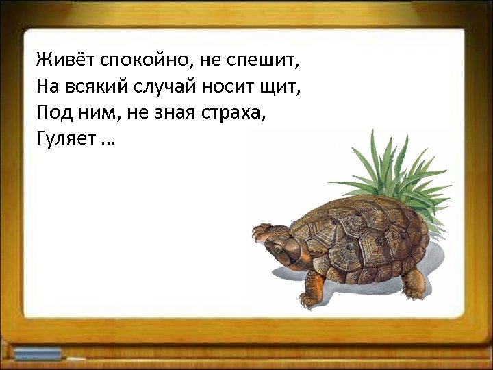 Живёт спокойно, не спешит, На всякий случай носит щит, Под ним, не зная страха,