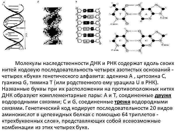 Молекулы наследственности ДНК и РНК содержат вдоль своих нитей кодовую последовательность четырех азотистых оснований