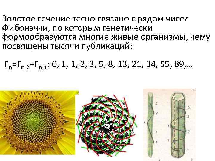 Золотое сечение тесно связано с рядом чисел Фибоначчи, по которым генетически формообразуются многие живые