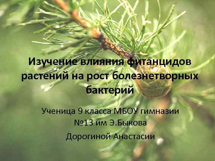Изучение влияния фитанцидов растений на рост болезнетворных бактерий Ученица 9 класса МБОУ гимназии №