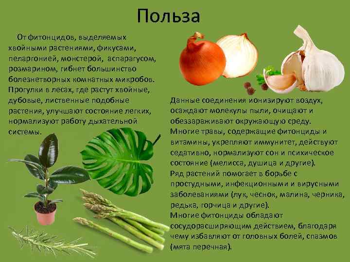 Польза От фитонцидов, выделяемых хвойными растениями, фикусами, пеларгонией, монстерой, аспарагусом, розмарином, гибнет большинство болезнетворных