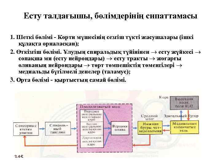 Есту талдағышы, бөлімдерінің сипаттамасы 1. Шеткі бөлімі - Корти мүшесінің сезгіш түкті жасушалары (ішкі