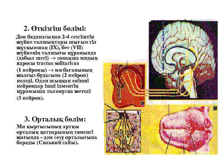 2. Өткізгіш бөлімі: Дәм баданасынан 2 -4 сезгіштік жүйке талшықтары шығып тіл жұтқыншақ (IX),