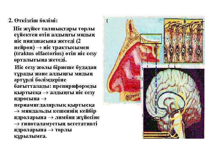 2. Өткізгіш бөлімі: Иіс жүйке талшықтары торлы сүйектен өтіп алдыңғы мидың иіс пиязшасына жетеді