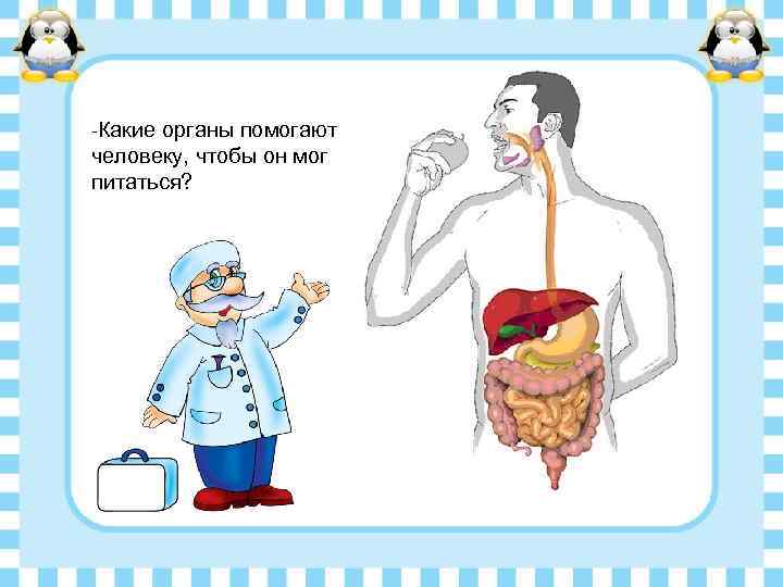 -Какие органы помогают человеку, чтобы он мог питаться? 