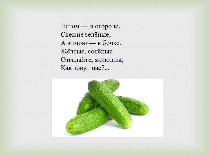 Летом — в огороде, Свежие зелёные, А зимою — в бочке, Жёлтые, солёные. Отгадайте,