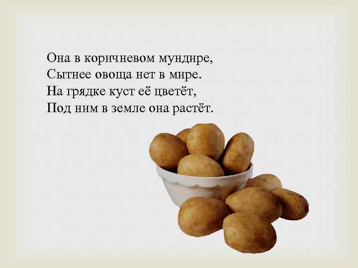 Она в коричневом мундире, Сытнее овоща нет в мире. На грядке куст её цветёт,