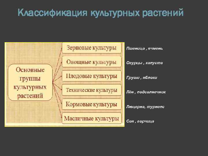 Классификация культурных растений презентация