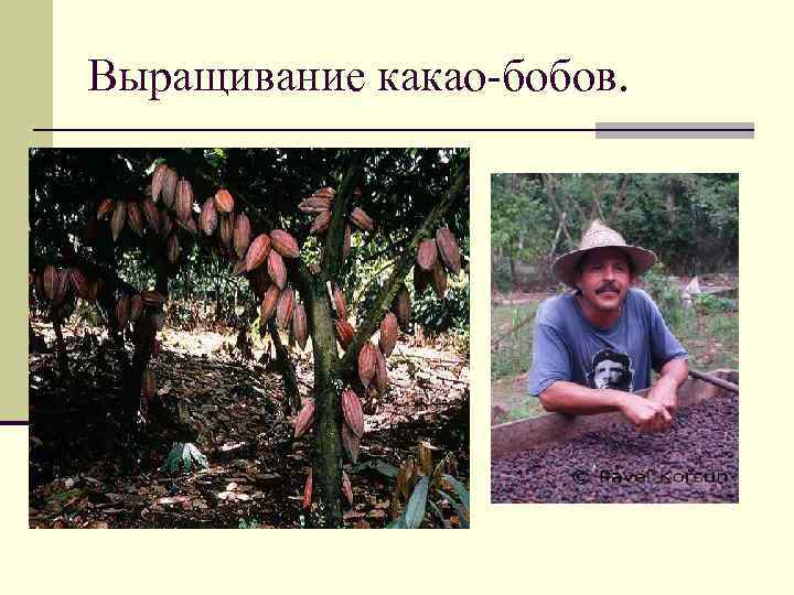 Выращивание какао-бобов. 