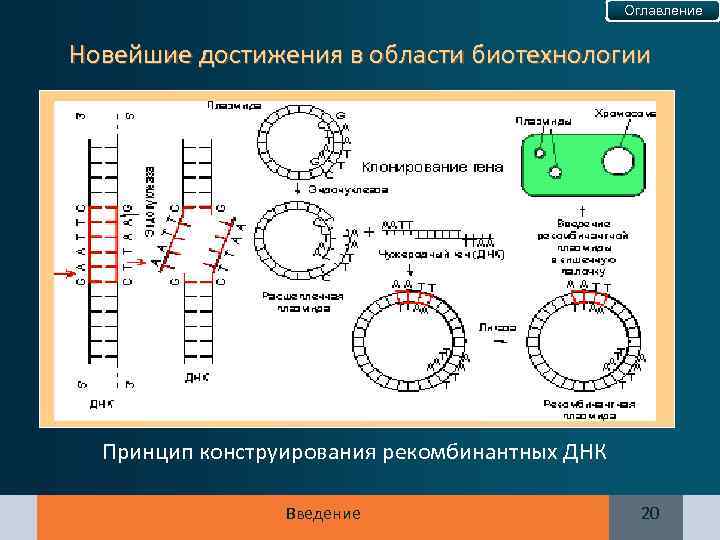 Оглавление Новейшие достижения в области биотехнологии Принцип конструирования рекомбинантных ДНК Введение 20 