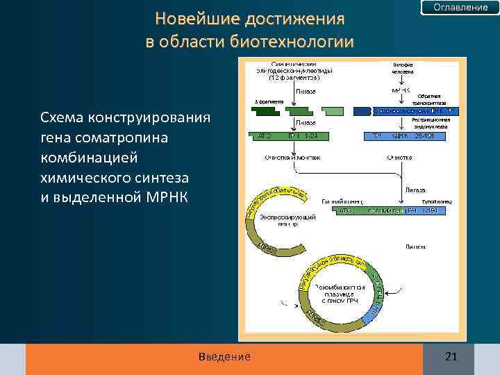 Оглавление Новейшие достижения в области биотехнологии Гипофиз человека 3 фрагмента Схема конструирования гена соматропина