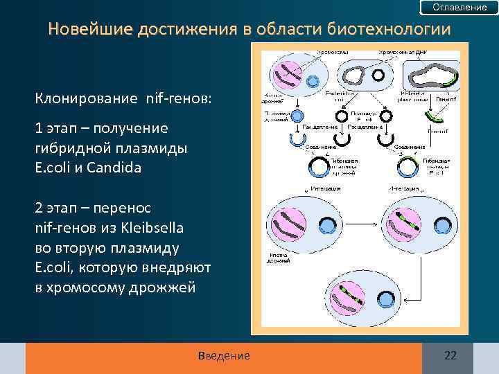 Оглавление Новейшие достижения в области биотехнологии Клонирование nif-генов: 1 этап – получение гибридной плазмиды