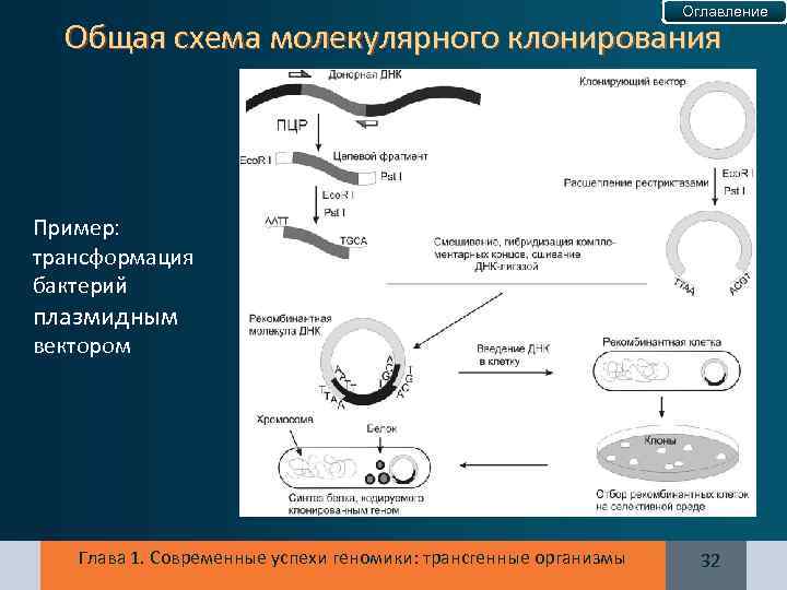 Оглавление Общая схема молекулярного клонирования Пример: трансформация бактерий плазмидным вектором Глава 1. Современные успехи