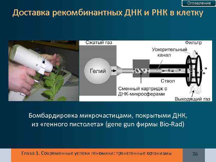 Оглавление Доставка рекомбинантных ДНК и РНК в клетку Бомбардировка микрочастицами, покрытыми ДНК, из «генного
