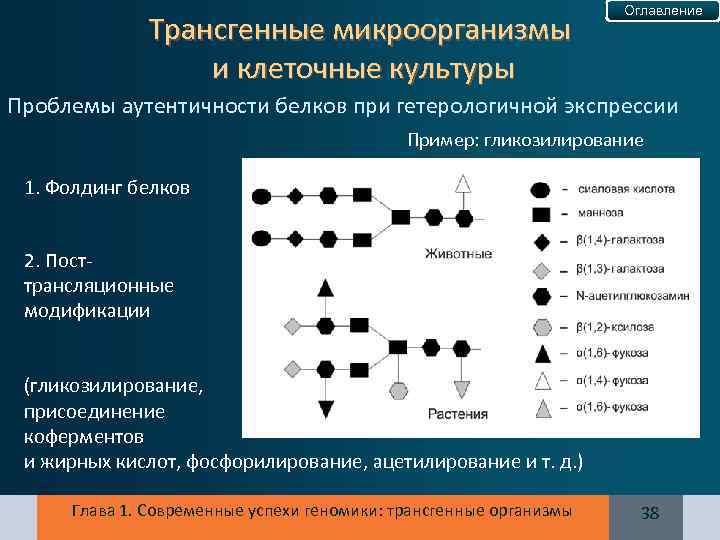 Трансгенные микроорганизмы и клеточные культуры Оглавление Проблемы аутентичности белков при гетерологичной экспрессии Пример: гликозилирование