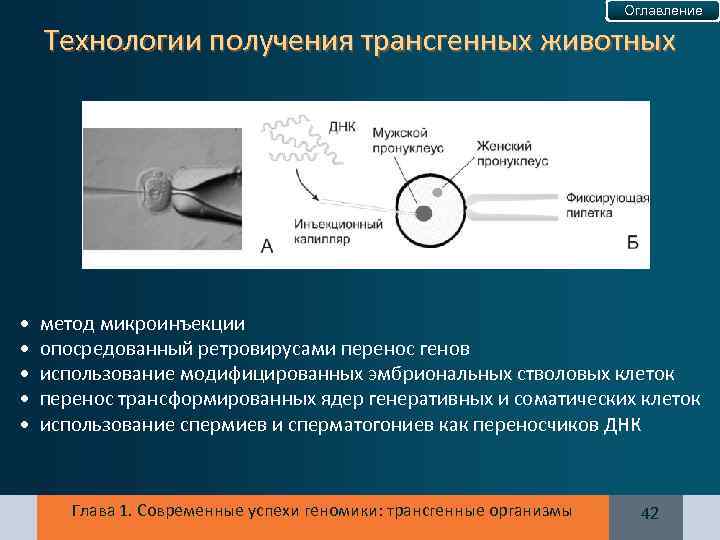 Оглавление Технологии получения трансгенных животных • • • метод микроинъекции опосредованный ретровирусами перенос генов