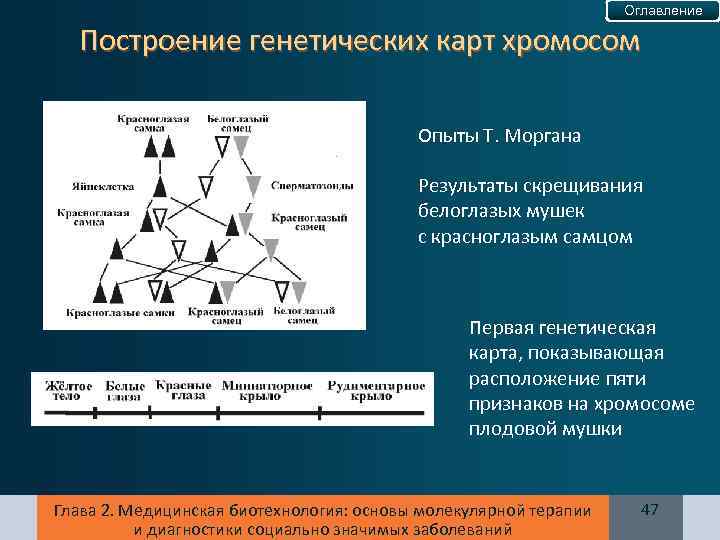Оглавление Построение генетических карт хромосом Опыты Т. Моргана Результаты скрещивания белоглазых мушек с красноглазым