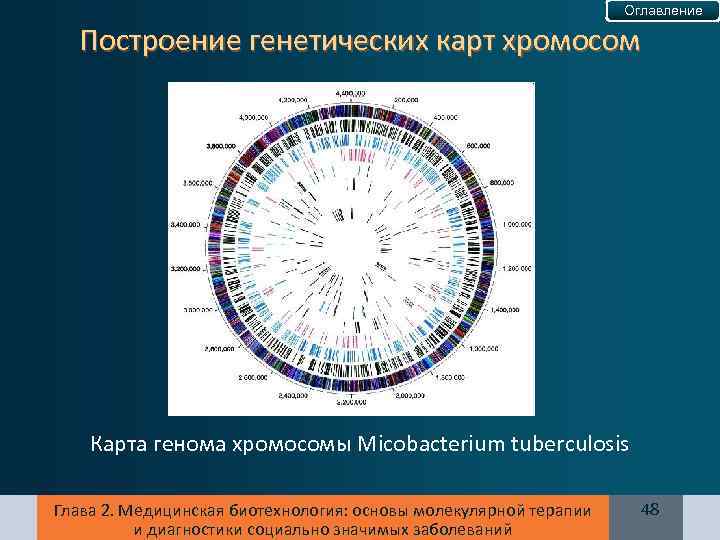 Оглавление Построение генетических карт хромосом Карта генома хромосомы Micobacterium tuberculosis Глава 2. Медицинская биотехнология: