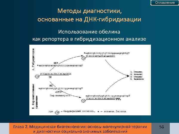 Оглавление Методы диагностики, основанные на ДНК-гибридизации Использование обелина как репортера в гибридизационном анализе 1.