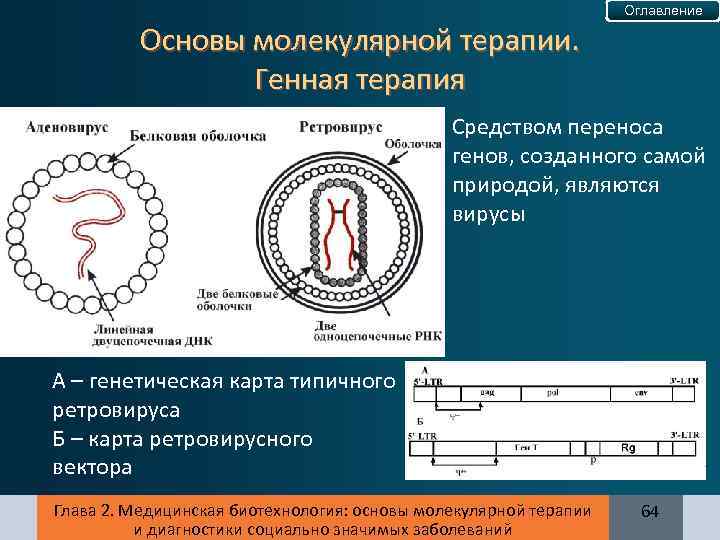 Оглавление Основы молекулярной терапии. Генная терапия Средством переноса генов, созданного самой природой, являются вирусы