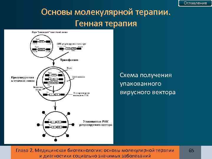 Оглавление Основы молекулярной терапии. Генная терапия Схема получения упакованного вирусного вектора Глава 2. Медицинская