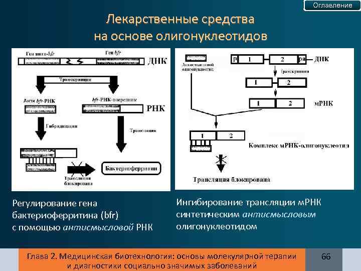 Оглавление Лекарственные средства на основе олигонуклеотидов Анти Регулирование гена бактериоферритина (bfr) с помощью антисмысловой