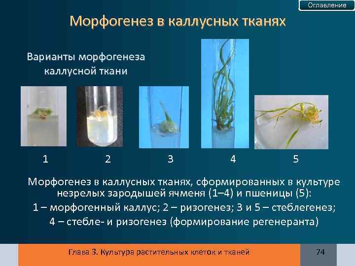 Оглавление Морфогенез в каллусных тканях Варианты морфогенеза каллусной ткани 1 2 3 4 5