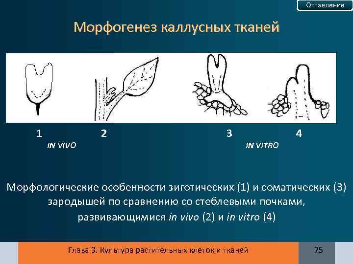 Оглавление Морфогенез каллусных тканей 1 IN VIVO 2 3 IN VITRO 4 Морфологические особенности