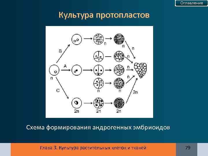 Оглавление Культура протопластов Схема формирования андрогенных эмбриоидов Глава 3. Культура растительных клеток и тканей