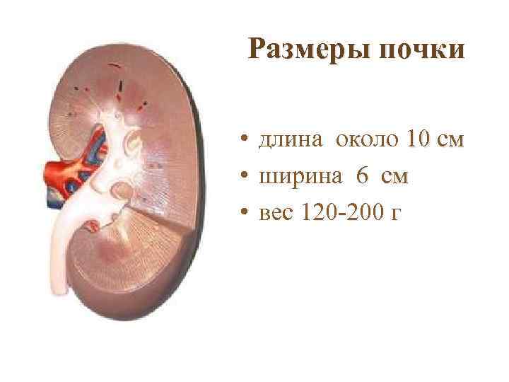 Размеры почки • длина около 10 см • ширина 6 см • вес 120